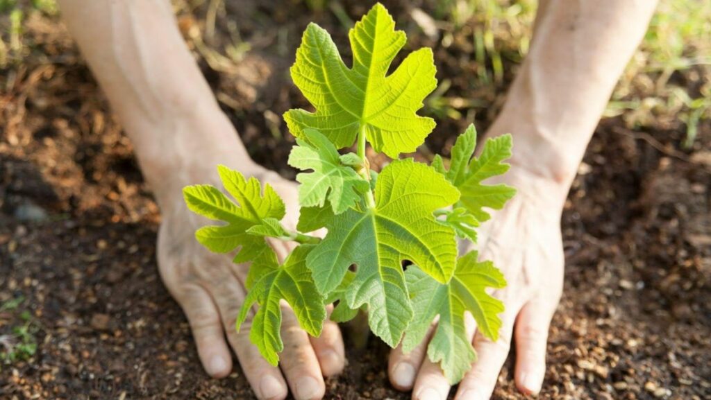 A close up picture of someone planting a fig tree
