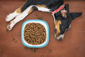 Leading 7 Dog Food Choices Packed with Quality Ingredients